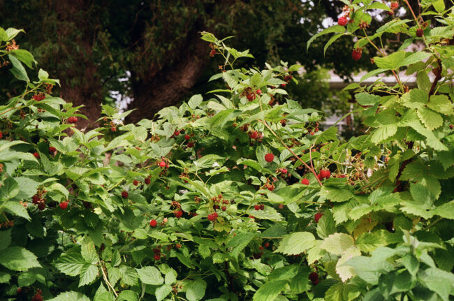 Raspberry Bush: The photo is of a raspberry bush on a bright sunny day. The bush is very leafy, in a bright cool toned green. The raspberries are a bright pop of red amongst the green and usually have a smaller raspberry flower beside them. In the background is a blurry cedar tree with a rich deep brown trunk and dark leaves