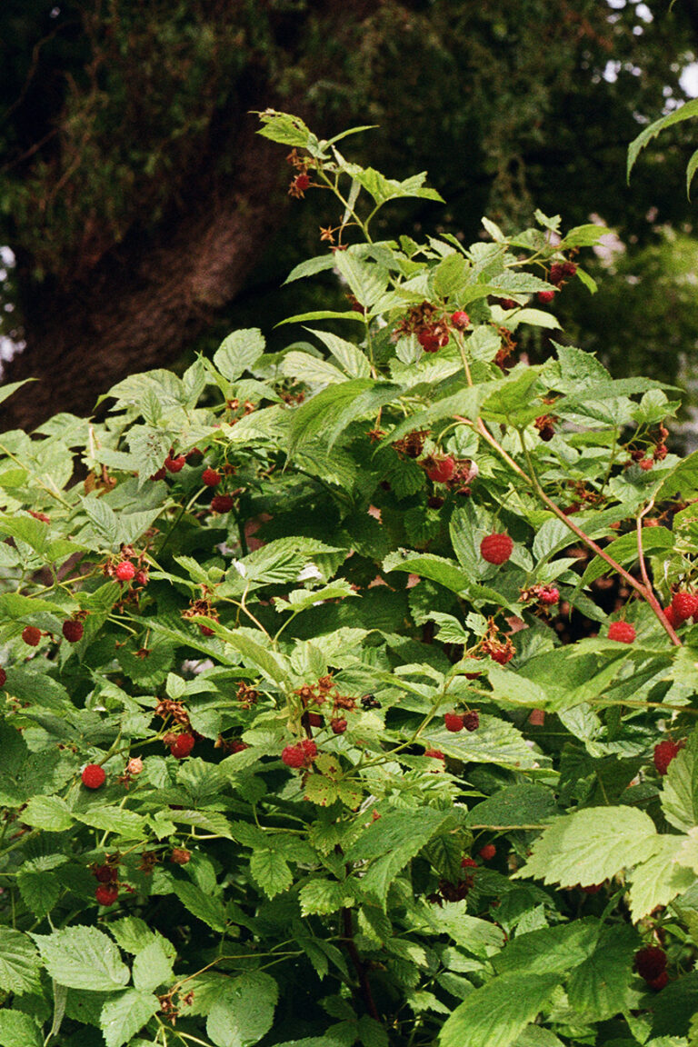 Raspberry Bush: The photo is of a raspberry bush on a bright sunny day. The bush is very leafy, in a bright cool toned green. The raspberries are a bright pop of red amongst the green and usually have a smaller raspberry flower beside them. In the background is a blurry cedar tree with a rich deep brown trunk and dark leaves