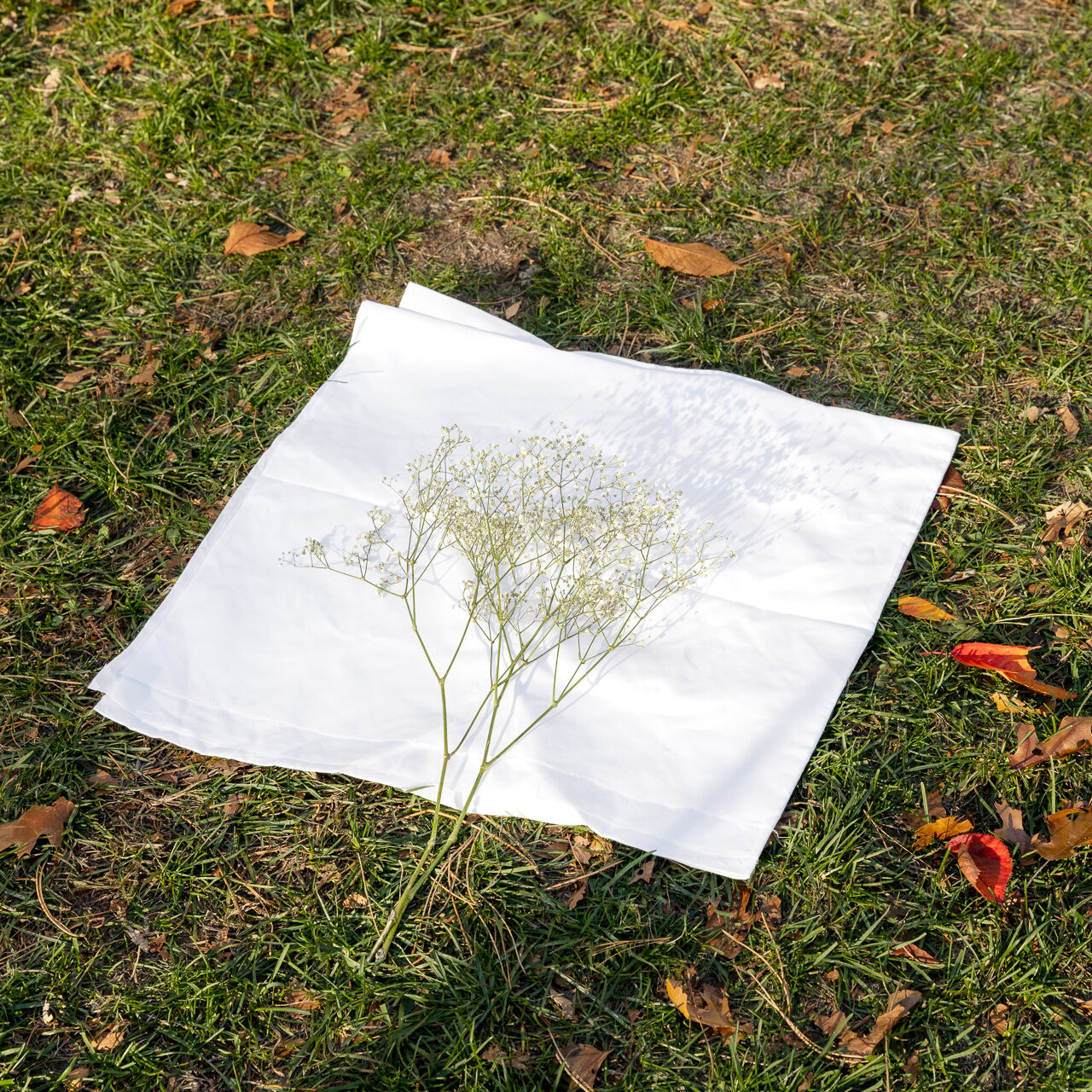 Surrender: A Baby's-Breath flower rested on top of a folded white cloth in the center of a green grass field with orange, red and brown leaves scattered around on a bright day.