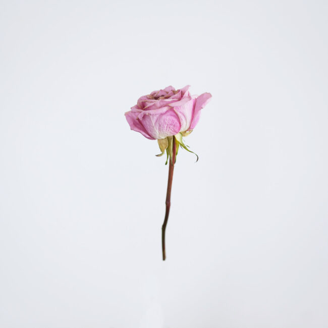AN IMAGE OF A PINK ROSE FLOATING IN FRONT OF A WHITE BACKGROUND