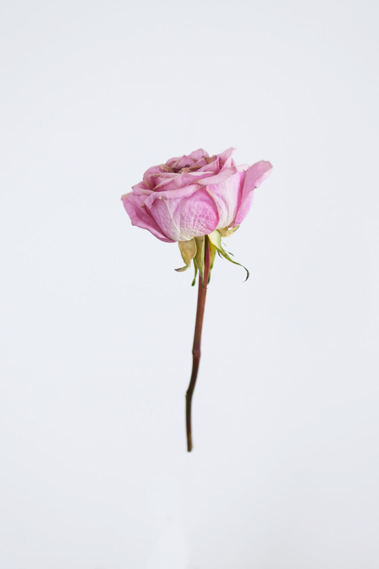 AN IMAGE OF A PINK ROSE FLOATING IN FRONT OF A WHITE BACKGROUND