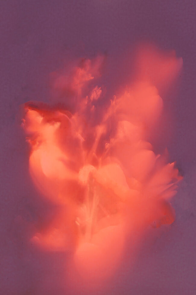 With a purple background, this image features the soft outline of orange flowers. The image is a lumen print with the item being pressed being flowers.